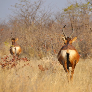 Etosha - Hartebeests